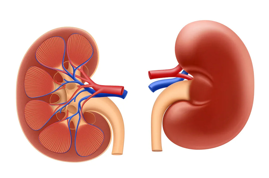 Understanding Chronic Kidney Disease: Symptoms, Causes, and Management - Kidneys