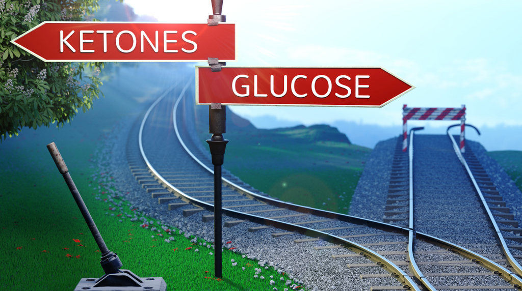 Research study links beta-hydroxybutyrate to slower kidney function decline in PKD patients.