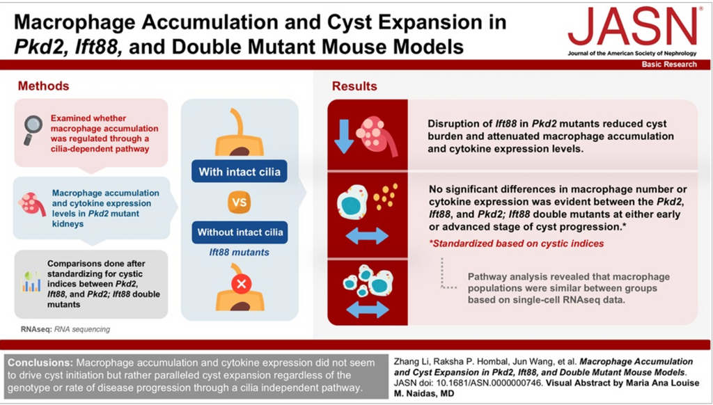 Inflammation and Cyst Expansion in Polycystic Kidney Disease